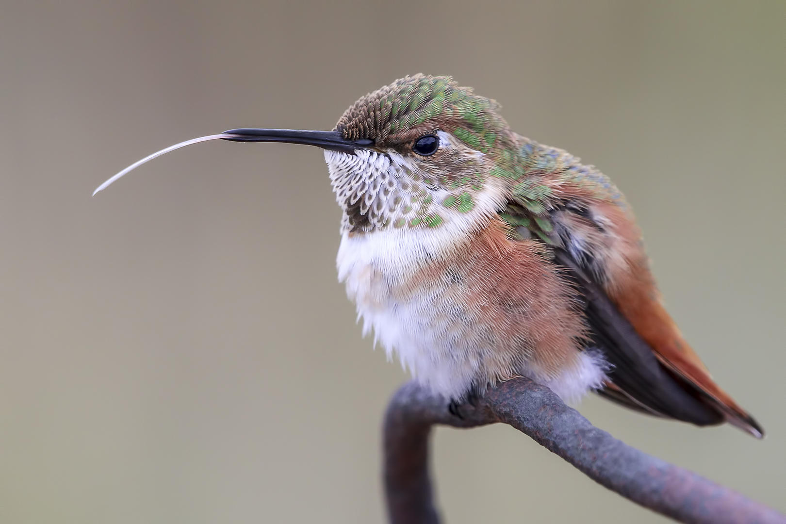 Tongue of the Hummingbird by Madeline Nolan