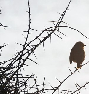 Young Ambassadors Photo Competition