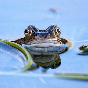Fantastic Mr Frog: Felix Walker-Nix - aged 12