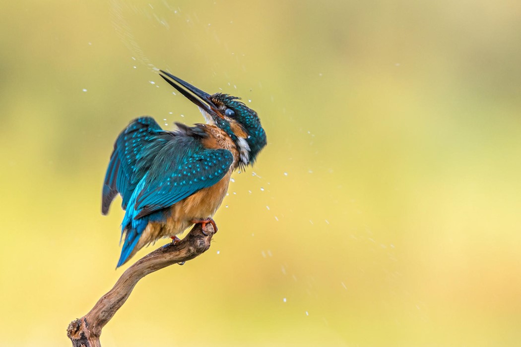 Common Kingfisher - Photo: Ariel Fields