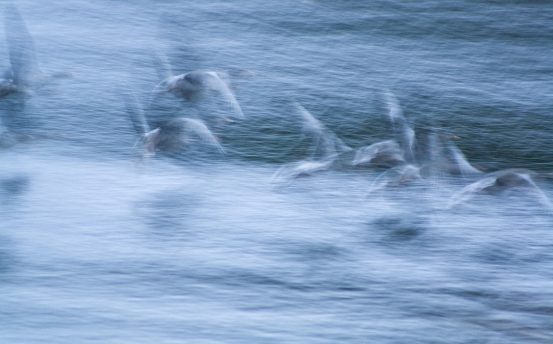 Greylag Goose Take-off - Photo: Joshua Kneale