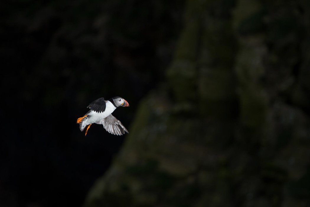 Homecoming  - Photo: Jake Kneale
