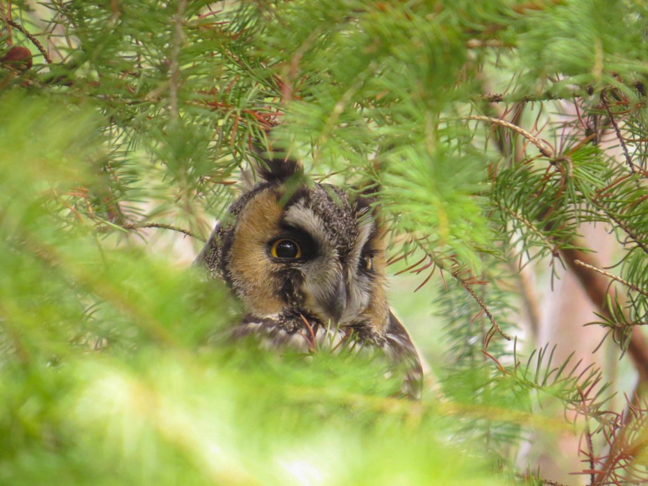 Long-eared Owl - Photo: Jax Nasimok