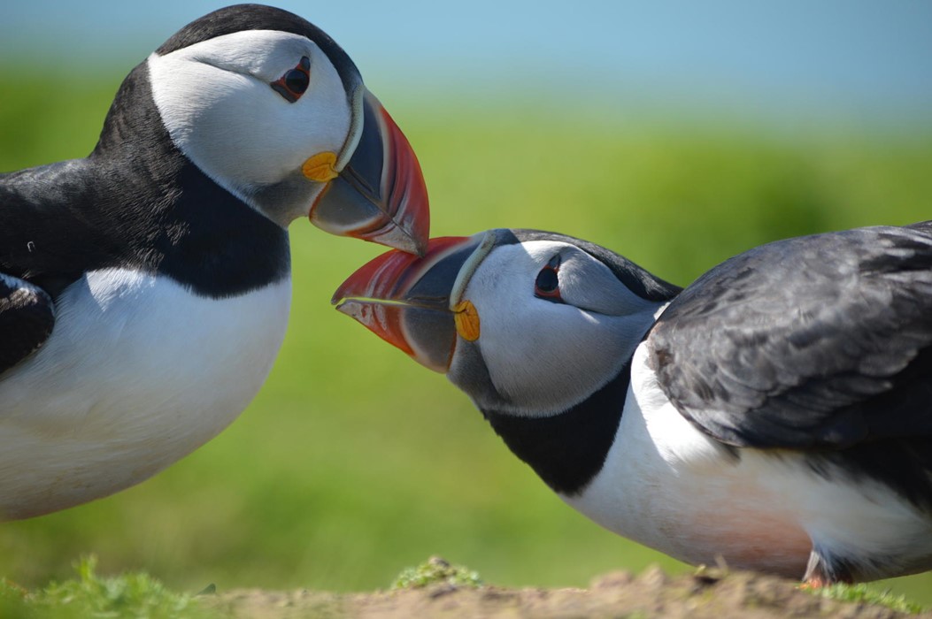 Puffins billing - Photo: Isaac West