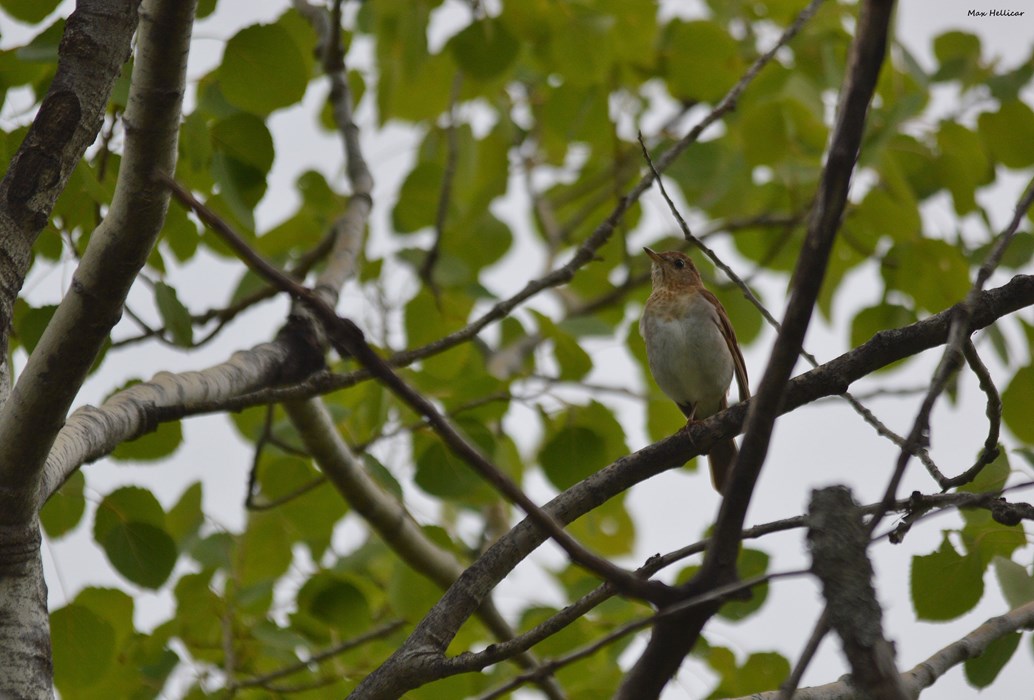 Veery