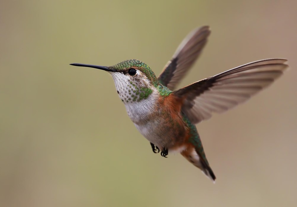 Maddie Nolan: Hummingbird in Flight