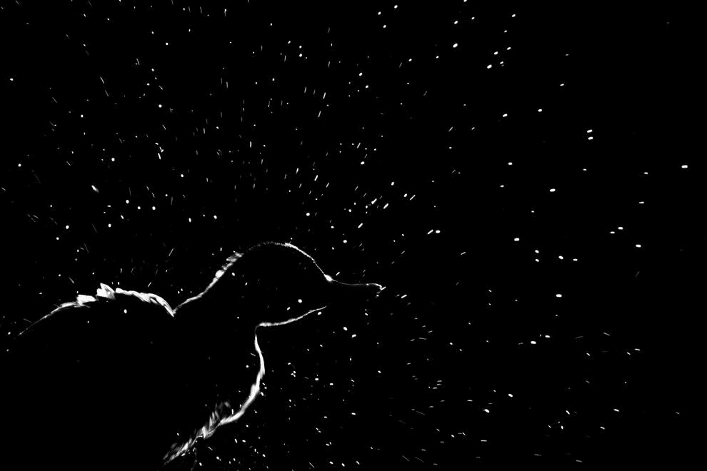 Mallard Silhouette by Carolina Fraser