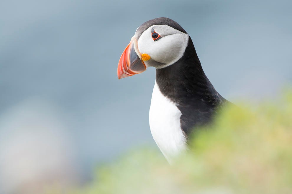 Puffin by Pol Simo
