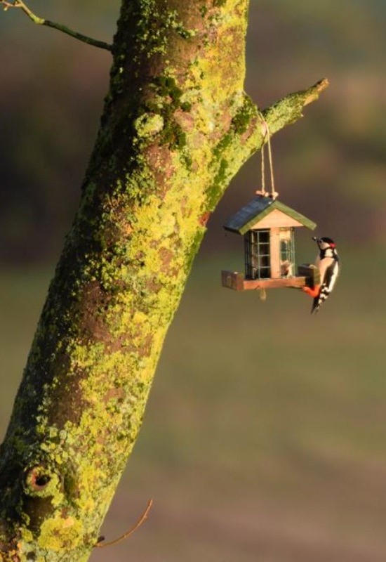 Bird feeder