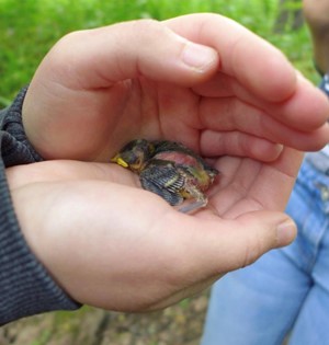 Young Naturalists