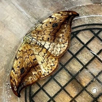 The shelter that Laura built