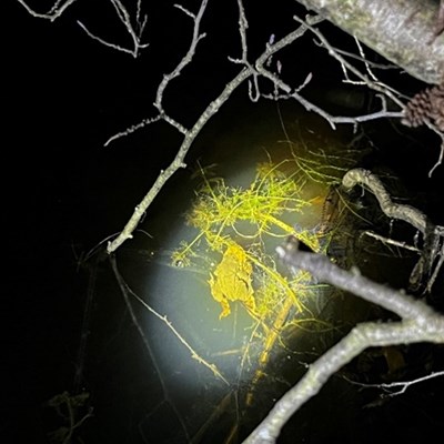 The shelter that Laura built