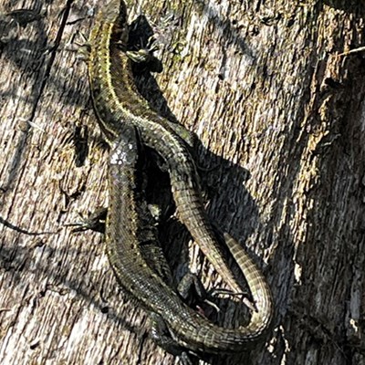 The shelter that Laura built