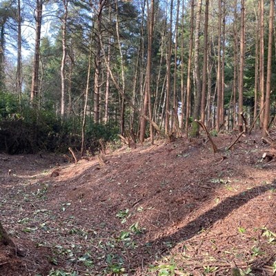 Approach to the cottage