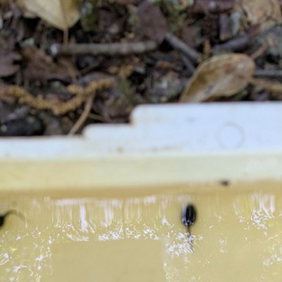 The reserve lake is teeming with pondlife
