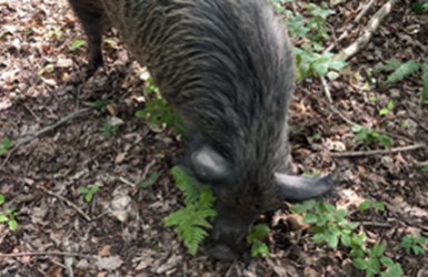 Impact of Iron-Age pig rooting 