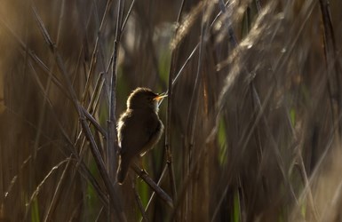 Singing male Reed Warbler