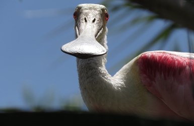 Roseate Spoonbill