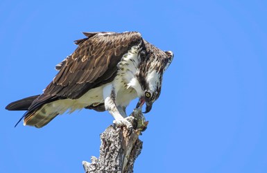 Osprey with Fish - Maddie Nolan