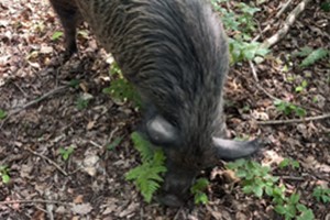Impact of Iron-Age pig rooting 