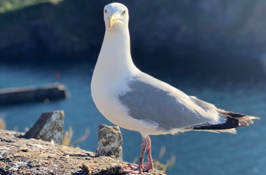 Seagull