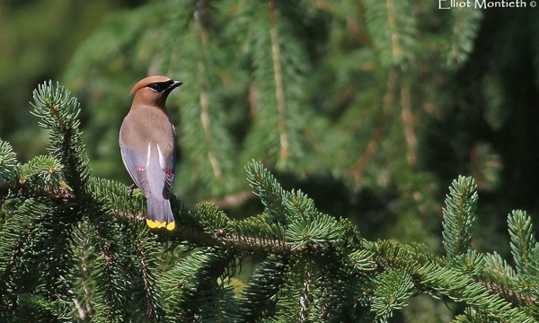 Ceder Waxwing