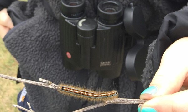 New Forest Wildlife Camp