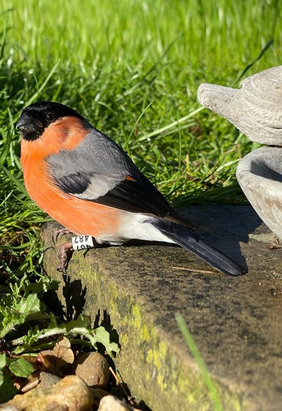 Bird bath