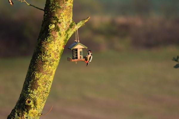 Bird Feeder