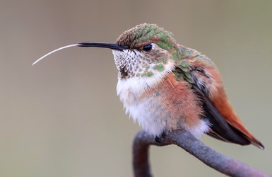 Tongue of the Hummingbird by Madeline Nolan