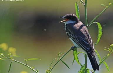 Eastern Kingbird