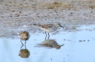 White-rumped Sandpiper