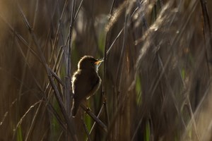 Singing male Reed Warbler