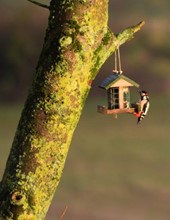 Bird Feeder