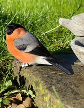 Bird bath