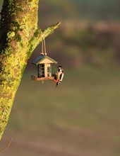 Bird Feeder