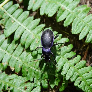 Carabus Problmeticus