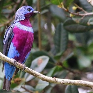 Male Banded Cotinga 