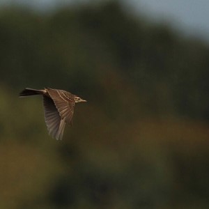 Richards Pipit 