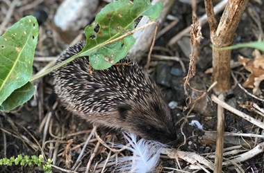 Hedgehog 