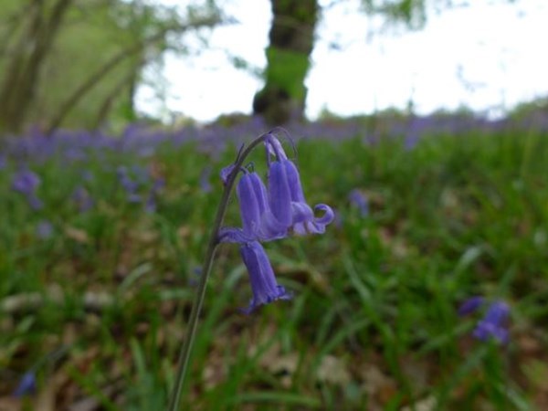Bluebells