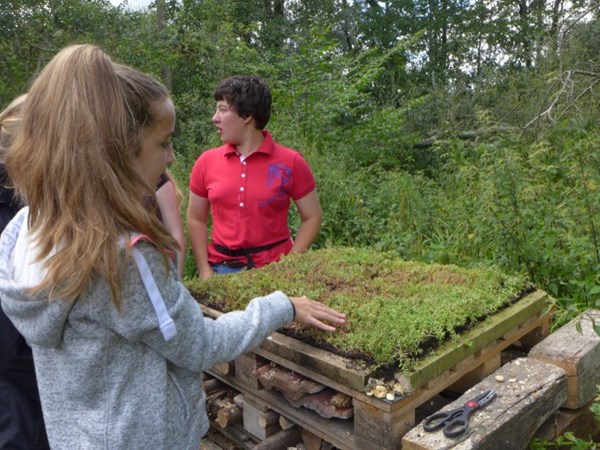 Inspecting the bug hotel