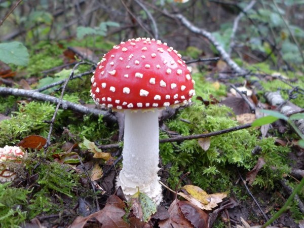 Fly agaric near Ellingham Pound