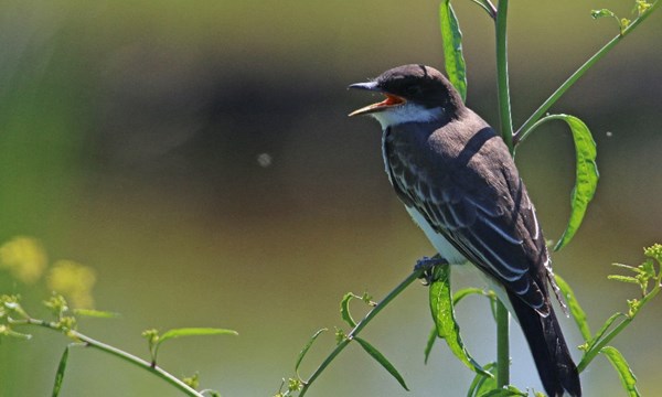 Eastern Kingbird