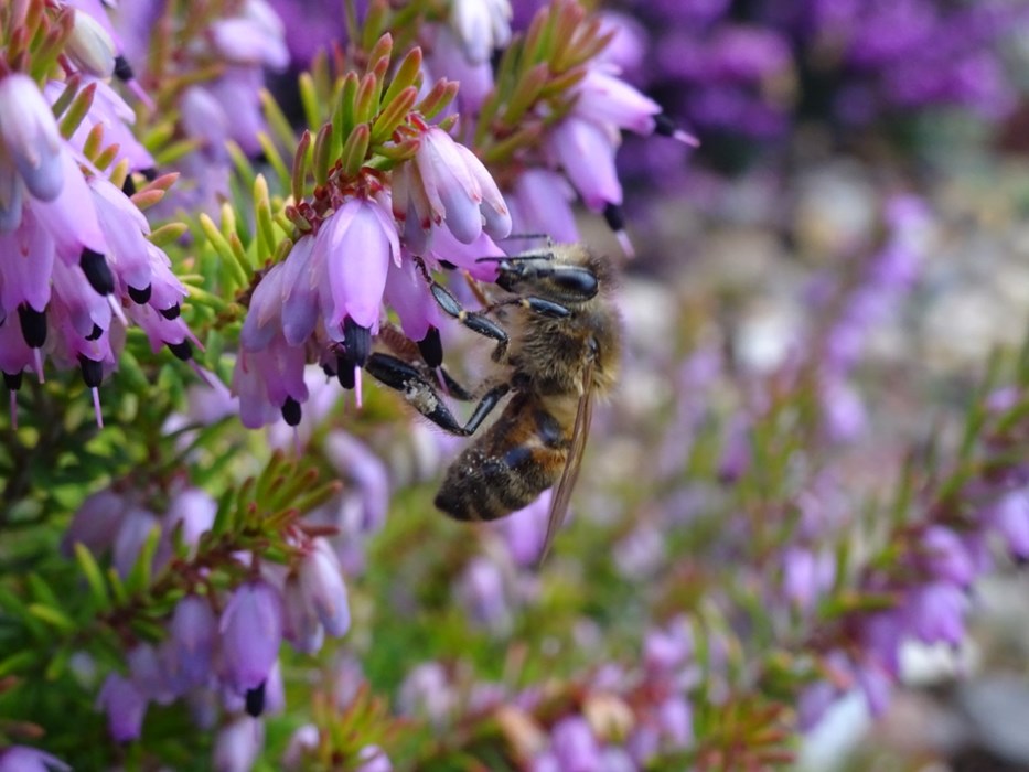 Heather Sweetness: Bethany Wilson  - aged 14