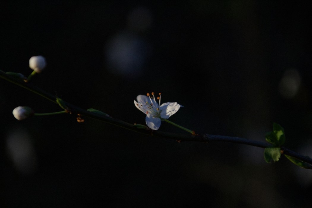 Stomata in View; Callum Marshall - aged 16