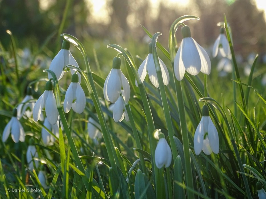 Snowdrops Arise: Daniel Nikolov - aged 14