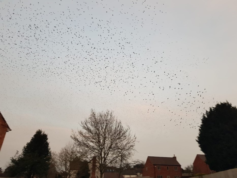 Starling Murmuratio: Joshua Dell - aged 8