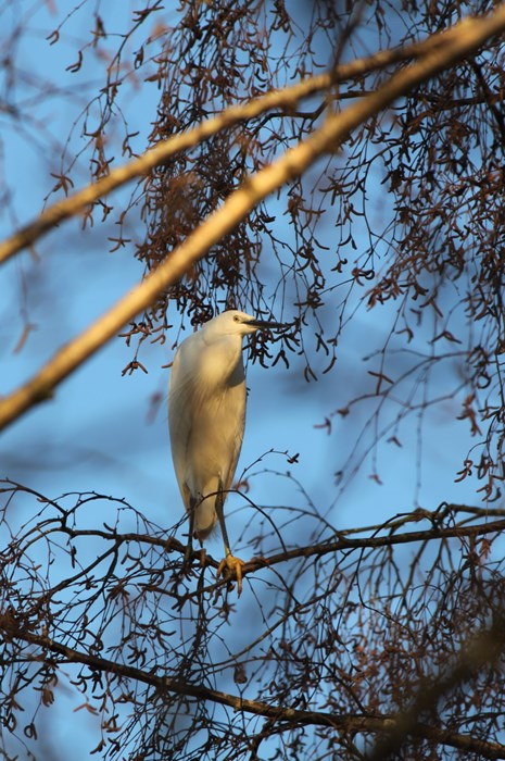 Tree Dweller: Magnus Brodie-Cooper  - aged 16