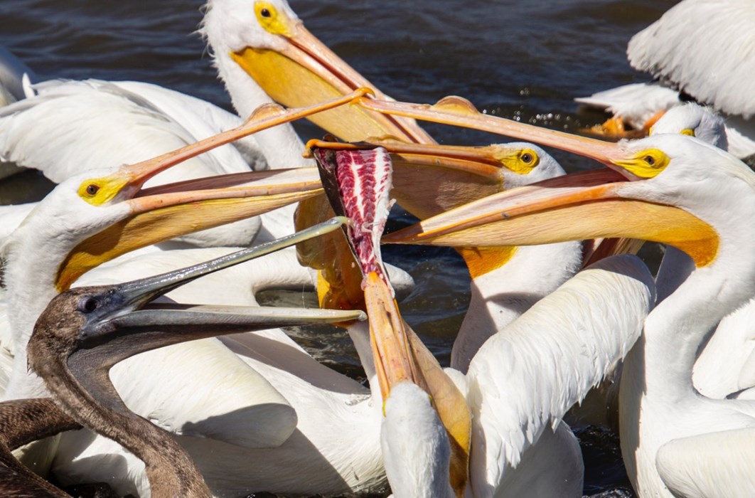 Food Fight! Margaret Fykes - aged 10